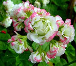 Pelargonium zonale 'Appleblossom Rosebud'