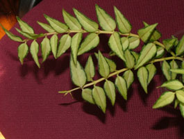 Hoya bella mediopicta variegata