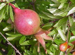 P. granatum nana
