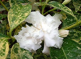 T. divaricata variegata