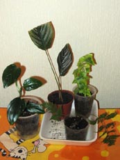 Растения с выставки