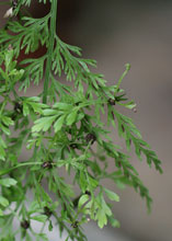 Асплениум живородящий с дочерними растениями на листе