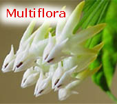 multiflora