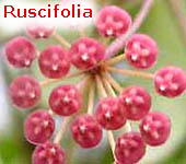 ruscifolia