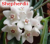 shepherdii