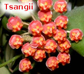 tsangii