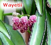 wayetii
