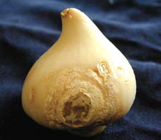 Фузариоз у луковицы тюльпана
