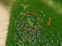 Личинка трипса (нимфа) на листе сенполии