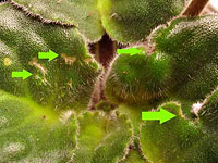 Искривления и разрывы листа сенполии из-за поражения трипсом
