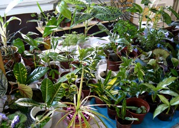 Растения Лысенко Ирины
